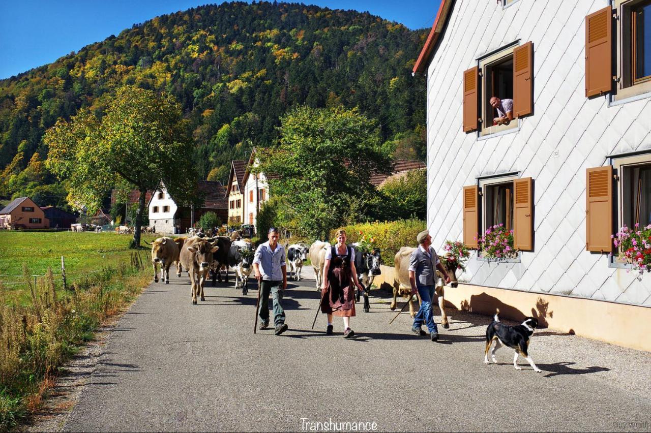 Chalet Du Silberrain Pres De Colmar - Cheminee, Sauna, Piscine Partagee Osenbach Dış mekan fotoğraf